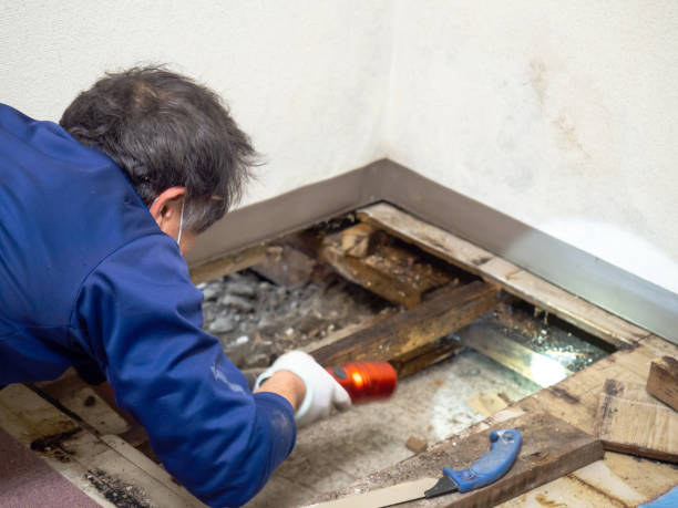 Best Professional Mold Removal  in Salmon Brook, CT