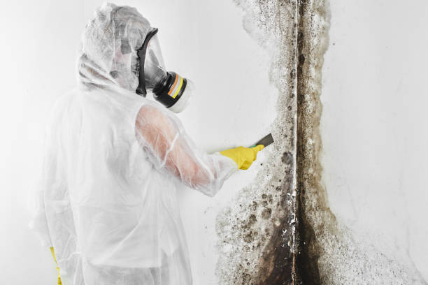Best Best Mold Removal Companies  in Salmon Brook, CT