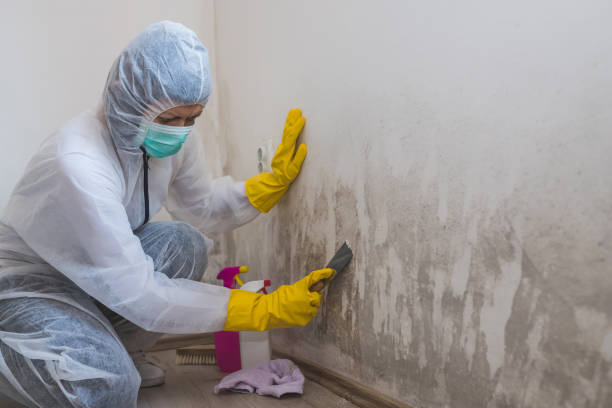Best Mold Damage Repair  in Salmon Brook, CT