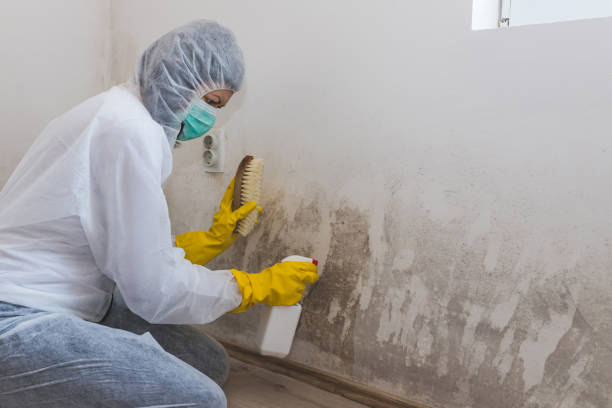 Best Mold Cleaning Services  in Salmon Brook, CT