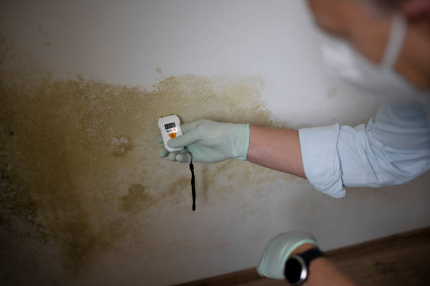 Best Black Mold Removal  in Salmon Brook, CT