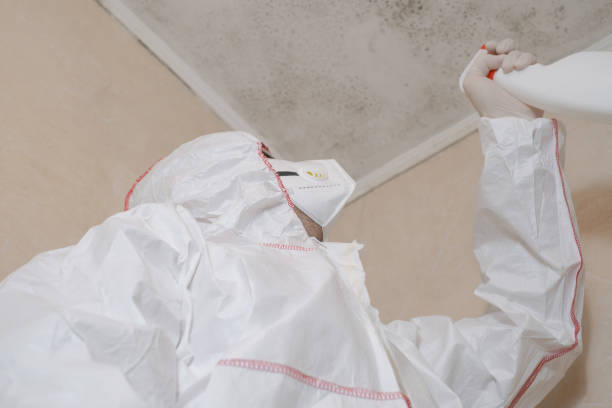 Best Local Mold Removal Service  in Salmon Brook, CT