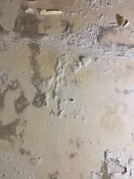 Best Local Mold Removal Service  in Salmon Brook, CT