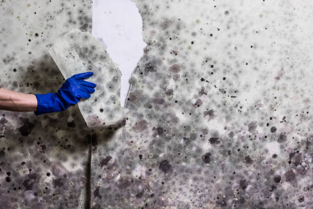 Certified Mold Removal in Salmon Brook, CT