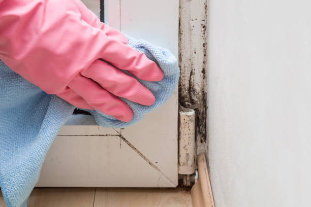 Best Mold Removal Near Me  in Salmon Brook, CT