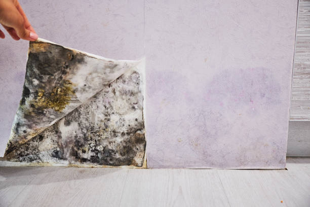 Best Home Mold Removal  in Salmon Brook, CT